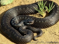 Продажа змей,ужей. СРОЧНО!!! - <ro>Изображение</ro><ru>Изображение</ru> #1, <ru>Объявление</ru> #594213