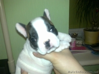  щенков французского бульдога - <ro>Изображение</ro><ru>Изображение</ru> #2, <ru>Объявление</ru> #572368