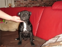 Девочка стаффордширского бультерьера - <ro>Изображение</ro><ru>Изображение</ru> #1, <ru>Объявление</ru> #587227