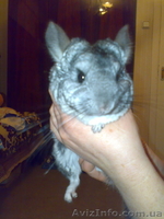 Продам шиншиллу девочку - <ro>Изображение</ro><ru>Изображение</ru> #1, <ru>Объявление</ru> #598935