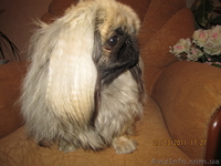 Продаётся щенок пекинеса, кобель, цвет шиншилла, документы КСУ, д. р. 20.03.12. - <ro>Изображение</ro><ru>Изображение</ru> #4, <ru>Объявление</ru> #594511