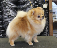 Померанский шпиц !!!! - <ro>Изображение</ro><ru>Изображение</ru> #2, <ru>Объявление</ru> #574176