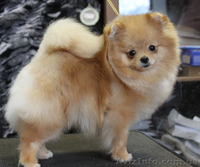 Померанский шпиц !!!! - <ro>Изображение</ro><ru>Изображение</ru> #3, <ru>Объявление</ru> #574176