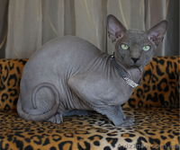 Канадик голубой минк - <ro>Изображение</ro><ru>Изображение</ru> #3, <ru>Объявление</ru> #602563