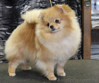 Померанский шпиц !!!! - <ro>Изображение</ro><ru>Изображение</ru> #4, <ru>Объявление</ru> #574176