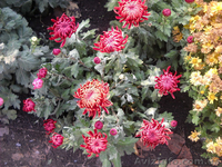 Посадочный материал,семена,черенки,саженцы. - <ro>Изображение</ro><ru>Изображение</ru> #6, <ru>Объявление</ru> #560509