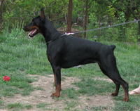 Породные щенки добермана - <ro>Изображение</ro><ru>Изображение</ru> #1, <ru>Объявление</ru> #592306