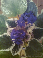  фиалки, излишки коллекции - <ro>Изображение</ro><ru>Изображение</ru> #2, <ru>Объявление</ru> #556180