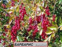 Посадочный материал,семена,черенки,саженцы. - <ro>Изображение</ro><ru>Изображение</ru> #3, <ru>Объявление</ru> #560509