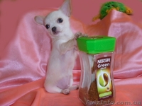 Чихуахуа очаровательные мини малыши .Доставка  - <ro>Изображение</ro><ru>Изображение</ru> #7, <ru>Объявление</ru> #459412