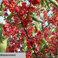 Посадочный материал,семена,черенки,саженцы. - <ro>Изображение</ro><ru>Изображение</ru> #4, <ru>Объявление</ru> #560509