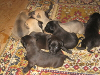 Виктор 0501779493 - <ro>Изображение</ro><ru>Изображение</ru> #2, <ru>Объявление</ru> #563639