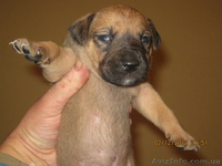 Виктор 0501779493 - <ro>Изображение</ro><ru>Изображение</ru> #1, <ru>Объявление</ru> #563639