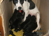 Виктор 0501779493 - <ro>Изображение</ro><ru>Изображение</ru> #3, <ru>Объявление</ru> #563639