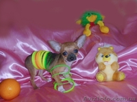 Чихуахуа очаровательные мини малыши .Доставка  - <ro>Изображение</ro><ru>Изображение</ru> #9, <ru>Объявление</ru> #459412