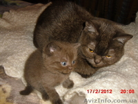 котики-муркотики из шотландии - <ro>Изображение</ro><ru>Изображение</ru> #3, <ru>Объявление</ru> #575899