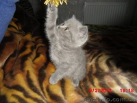 котики-муркотики из шотландии - <ro>Изображение</ro><ru>Изображение</ru> #1, <ru>Объявление</ru> #575899