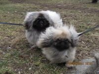 Продаётся щенок пекинеса, кобель, цвет шиншилла, документы КСУ, д. р. 20.03.12. - <ro>Изображение</ro><ru>Изображение</ru> #2, <ru>Объявление</ru> #594511