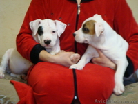 Высокопородные амстафтерьеры от титулованных родителей - <ro>Изображение</ro><ru>Изображение</ru> #2, <ru>Объявление</ru> #603840