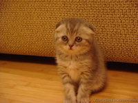 фолды и страйты биколор - <ro>Изображение</ro><ru>Изображение</ru> #1, <ru>Объявление</ru> #575279