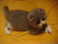 фолды и страйты биколор - <ro>Изображение</ro><ru>Изображение</ru> #3, <ru>Объявление</ru> #575279