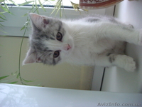 фолды и страйты биколор - <ro>Изображение</ro><ru>Изображение</ru> #2, <ru>Объявление</ru> #575279