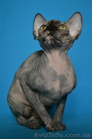 Красавица черепахового окраса из питомника Vip Person. Доставка - <ro>Изображение</ro><ru>Изображение</ru> #1, <ru>Объявление</ru> #576426