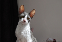 !!! корниш-рекс!!! породистые котята - <ro>Изображение</ro><ru>Изображение</ru> #1, <ru>Объявление</ru> #596076