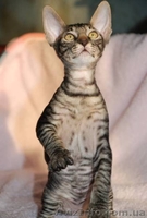 Котята породы корниш рекс, в продаже, Киев - <ro>Изображение</ro><ru>Изображение</ru> #4, <ru>Объявление</ru> #603931