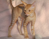 Котята породы корниш рекс, в продаже, Киев - <ro>Изображение</ro><ru>Изображение</ru> #1, <ru>Объявление</ru> #603931