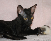 Котята породы корниш рекс, в продаже, Киев - <ro>Изображение</ro><ru>Изображение</ru> #2, <ru>Объявление</ru> #603931