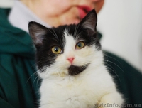 Милашка-очаровашка ищет семью - <ro>Изображение</ro><ru>Изображение</ru> #3, <ru>Объявление</ru> #593544