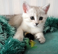 Котята серебристая шиншилла - <ro>Изображение</ro><ru>Изображение</ru> #1, <ru>Объявление</ru> #564330