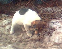 Щеночки в хорошие руки - <ro>Изображение</ro><ru>Изображение</ru> #1, <ru>Объявление</ru> #580939