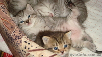 Британские чистокровные котята (мальчики) - <ro>Изображение</ro><ru>Изображение</ru> #5, <ru>Объявление</ru> #591954