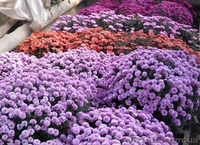 Посадочный материал,семена,черенки,саженцы. - <ro>Изображение</ro><ru>Изображение</ru> #7, <ru>Объявление</ru> #560509