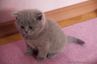 Британские чистокровные котята - <ro>Изображение</ro><ru>Изображение</ru> #1, <ru>Объявление</ru> #584554