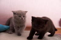 Британские чистокровные котята - <ro>Изображение</ro><ru>Изображение</ru> #2, <ru>Объявление</ru> #584554