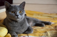 Британские чистокровные котята - <ro>Изображение</ro><ru>Изображение</ru> #3, <ru>Объявление</ru> #584554