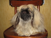 Продаётся щенок пекинеса, кобель, цвет шиншилла, документы КСУ, д. р. 20.03.12. - <ro>Изображение</ro><ru>Изображение</ru> #1, <ru>Объявление</ru> #594511