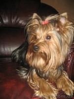 Продаются очаровательные щенки ЙОРКШИРСКОГО ТЕРЬЕРА МОЖНО В КРЕДИТ - <ro>Изображение</ro><ru>Изображение</ru> #2, <ru>Объявление</ru> #575770