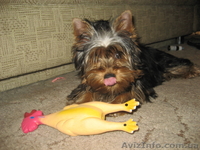 Продаются очаровательные щенки ЙОРКШИРСКОГО ТЕРЬЕРА МОЖНО В КРЕДИТ - <ro>Изображение</ro><ru>Изображение</ru> #3, <ru>Объявление</ru> #575770