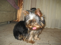 Продаются очаровательные щенки ЙОРКШИРСКОГО ТЕРЬЕРА МОЖНО В КРЕДИТ - <ro>Изображение</ro><ru>Изображение</ru> #4, <ru>Объявление</ru> #575770