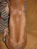 продаю щенка родезийского риджбека - <ro>Изображение</ro><ru>Изображение</ru> #2, <ru>Объявление</ru> #604778