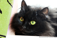 Девочка чёрный бархат ищет семью, 10 месяцев - <ro>Изображение</ro><ru>Изображение</ru> #2, <ru>Объявление</ru> #593532