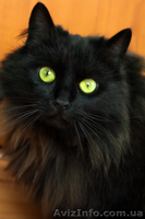 Девочка чёрный бархат ищет семью, 10 месяцев - <ro>Изображение</ro><ru>Изображение</ru> #1, <ru>Объявление</ru> #593532