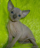 Канадик голубой минк - <ro>Изображение</ro><ru>Изображение</ru> #1, <ru>Объявление</ru> #602563