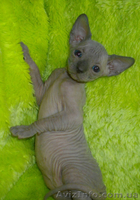 Канадик голубой минк - <ro>Изображение</ro><ru>Изображение</ru> #2, <ru>Объявление</ru> #602563