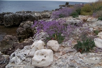 Дом в Крыму на лето - <ro>Изображение</ro><ru>Изображение</ru> #7, <ru>Объявление</ru> #562898