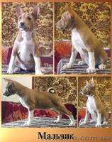 щенки басенджи (конго терьер) - <ro>Изображение</ro><ru>Изображение</ru> #1, <ru>Объявление</ru> #600751